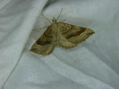 Scotopteryx chenopodiata