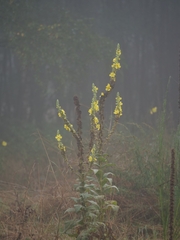 Verbascum densiflorum