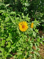 Verbesina encelioides