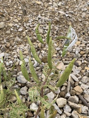 Polanisia dodecandra