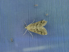 Parapoynx stratiotata