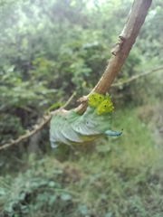 Manduca