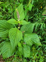 Perilla