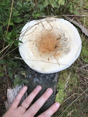 Lactifluus deceptivus