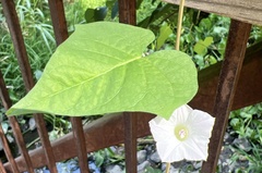 Ipomoea lacunosa