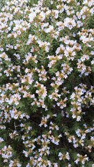 Lobostemon fruticosus