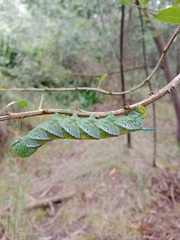 Manduca