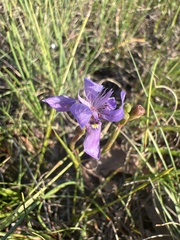Moraea lugubris
