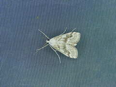 Parapoynx stratiotata