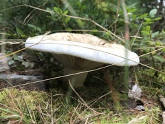 Lactifluus deceptivus