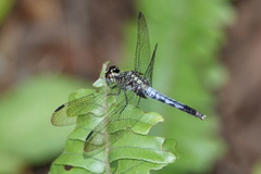 Erythrodiplax basalis