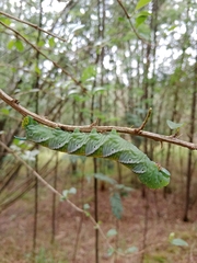 Manduca