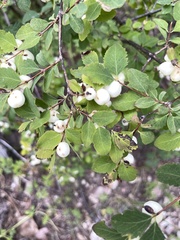 Symphoricarpos rotundifolius