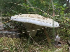 Lactifluus deceptivus