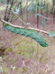 Manduca