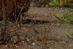 Haemorhous mexicanus