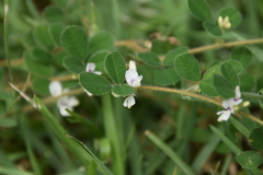 Lespedeza pilosa