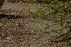 Haemorhous mexicanus