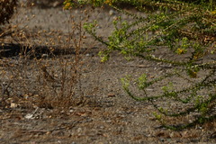 Haemorhous mexicanus