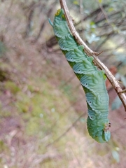 Manduca