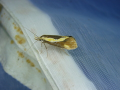 Harpella forficella