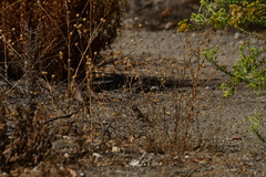 Haemorhous mexicanus
