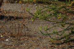 Haemorhous mexicanus