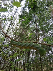 Manduca
