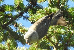 Loxia pytyopsittacus