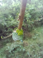 Manduca
