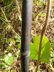 Phyllostachys nigra