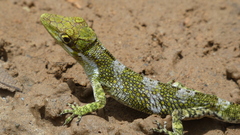Sauria