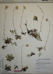 Antennaria rosea pulvinata