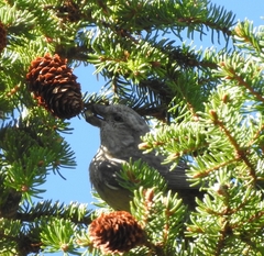Loxia pytyopsittacus