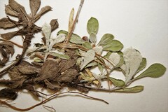 Antennaria rosea pulvinata