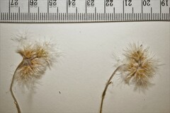 Antennaria rosea pulvinata