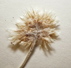 Antennaria rosea pulvinata