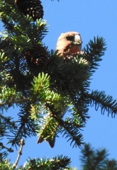 Loxia pytyopsittacus