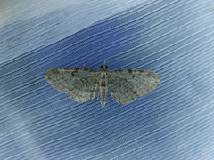 Eupithecia