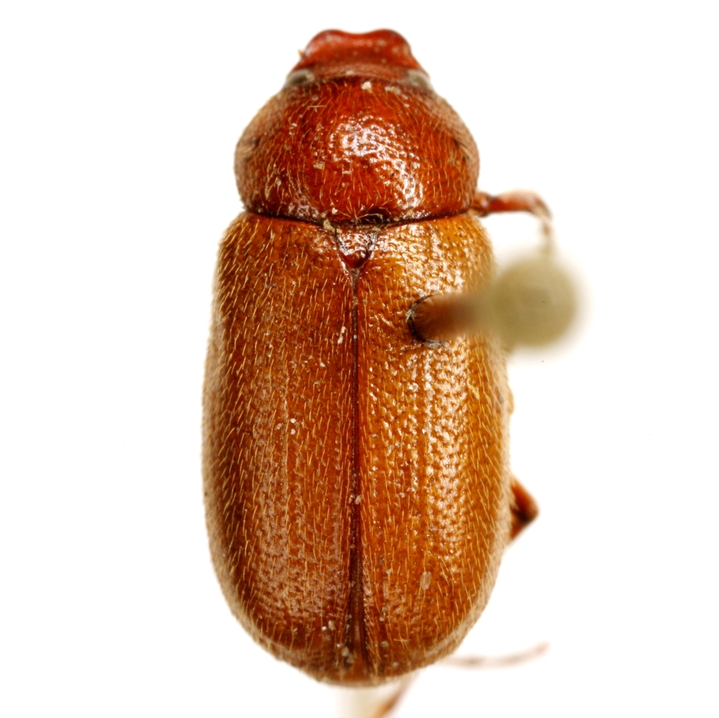 King Ranch Diplotaxis