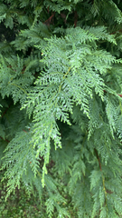 Chamaecyparis lawsoniana