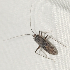 Phytocoris