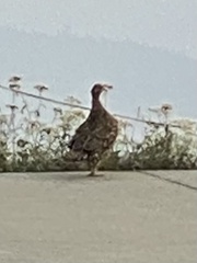 Dendragapus fuliginosus