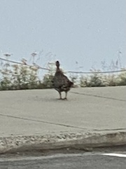 Dendragapus fuliginosus