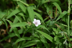 Geranium thunbergii