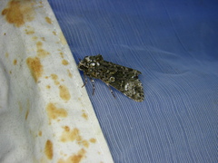 Craniophora ligustri