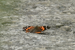 Vanessa indica indica