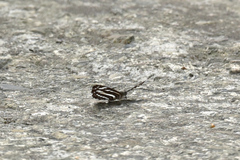 Neptis