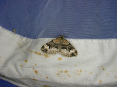 Xanthorhoe biriviata