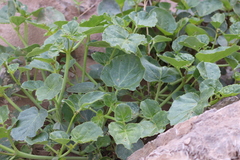 Rhynchosida physocalyx